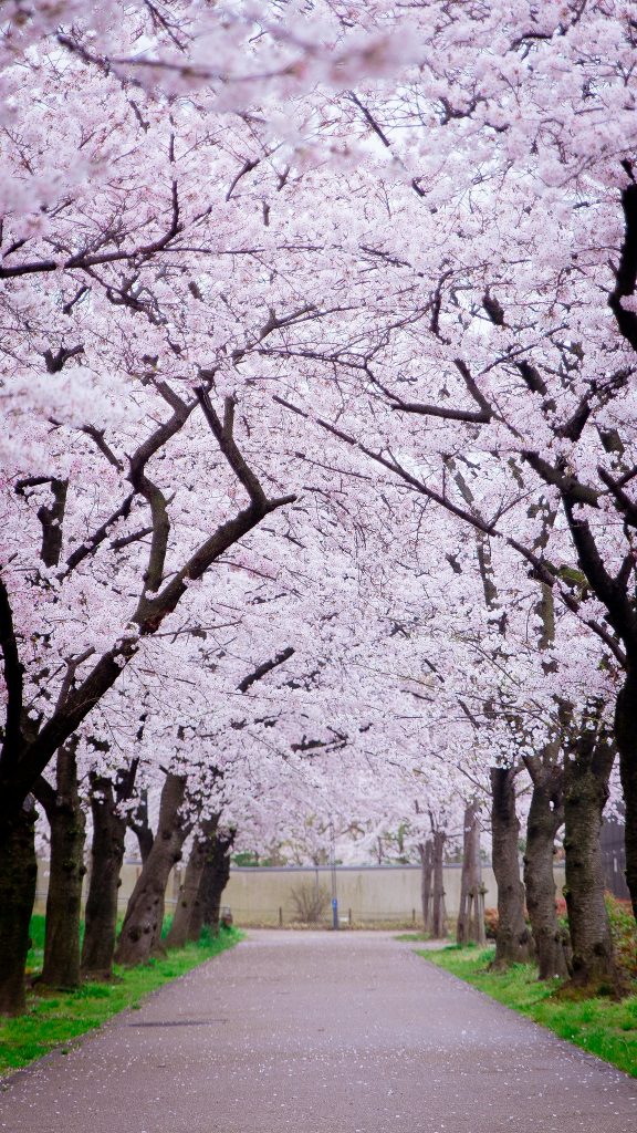 sakura blossom Japan